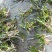 短叶苦草！农户价（数量足，价格优.质量好）欢迎各位老板采