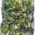 短叶苦草！农户价（数量足，价格优.质量好）欢迎各位老板采