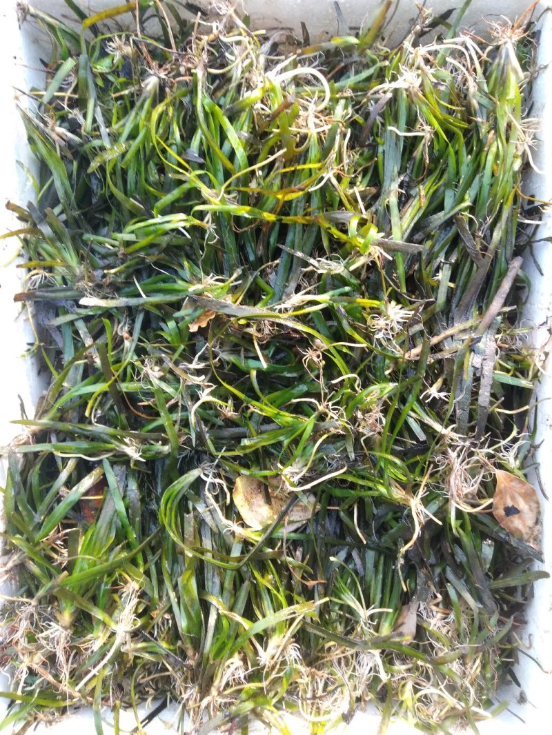 短叶苦草！农户价（数量足，价格优.质量好）欢迎各位老板采