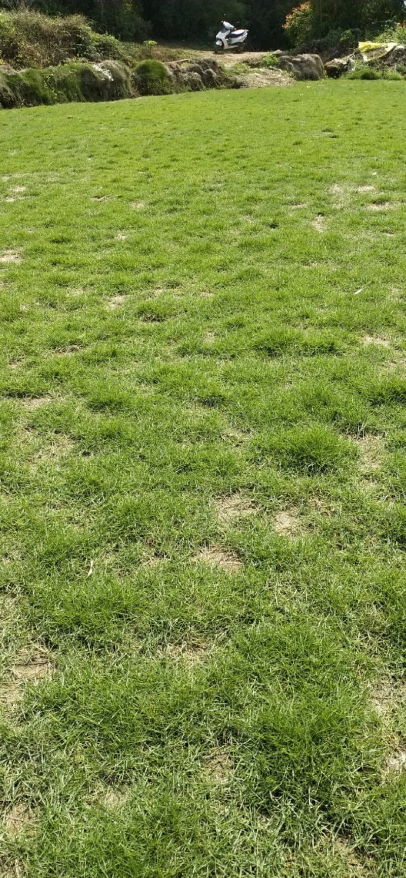 绿化草皮，