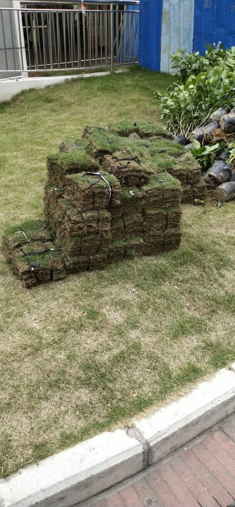 绿化草皮，