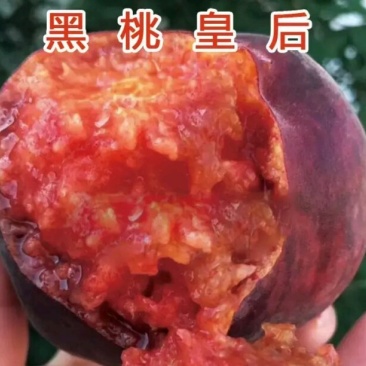 黑桃皇后嫁结苗品种保证