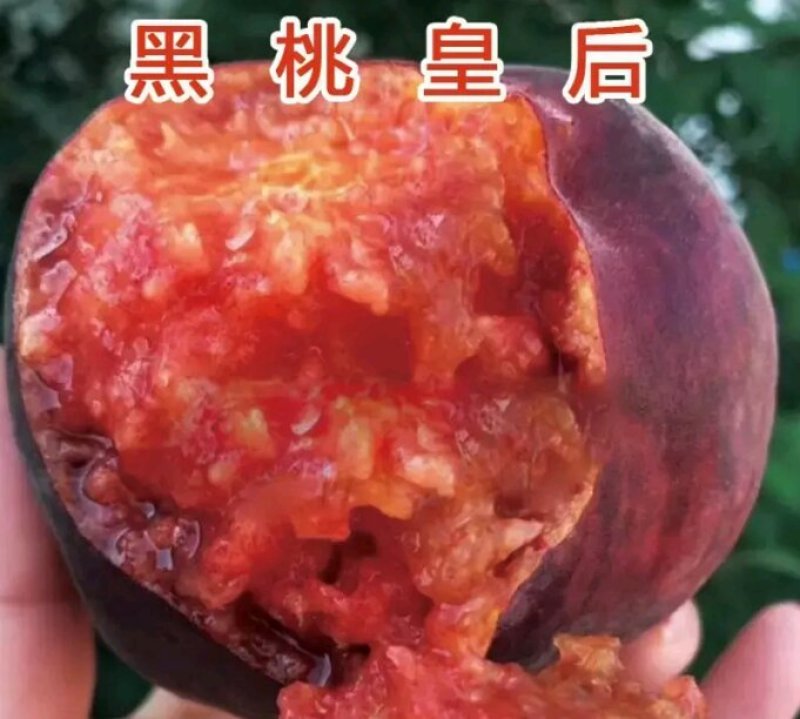 黑桃皇后嫁结苗品种保证