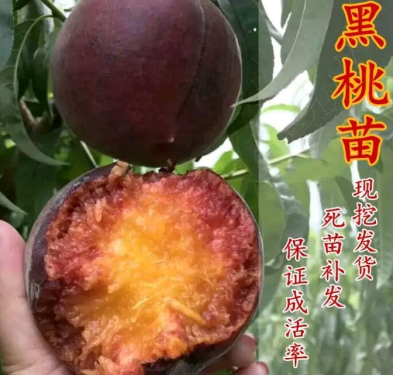 黑桃皇后嫁结苗品种保证