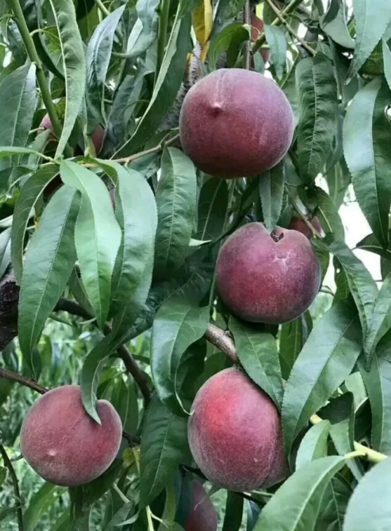 黑桃皇后嫁结苗品种保证