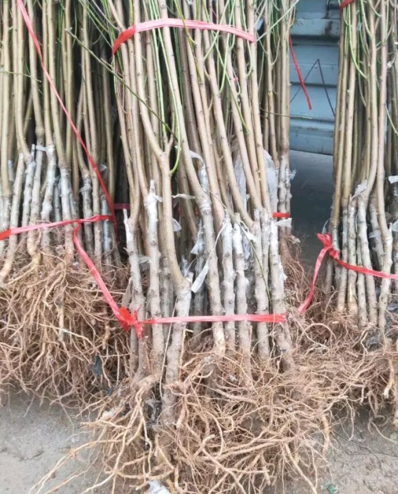 黑桃皇后嫁结苗品种保证