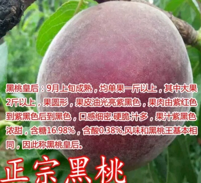 黑桃皇后嫁结苗品种保证
