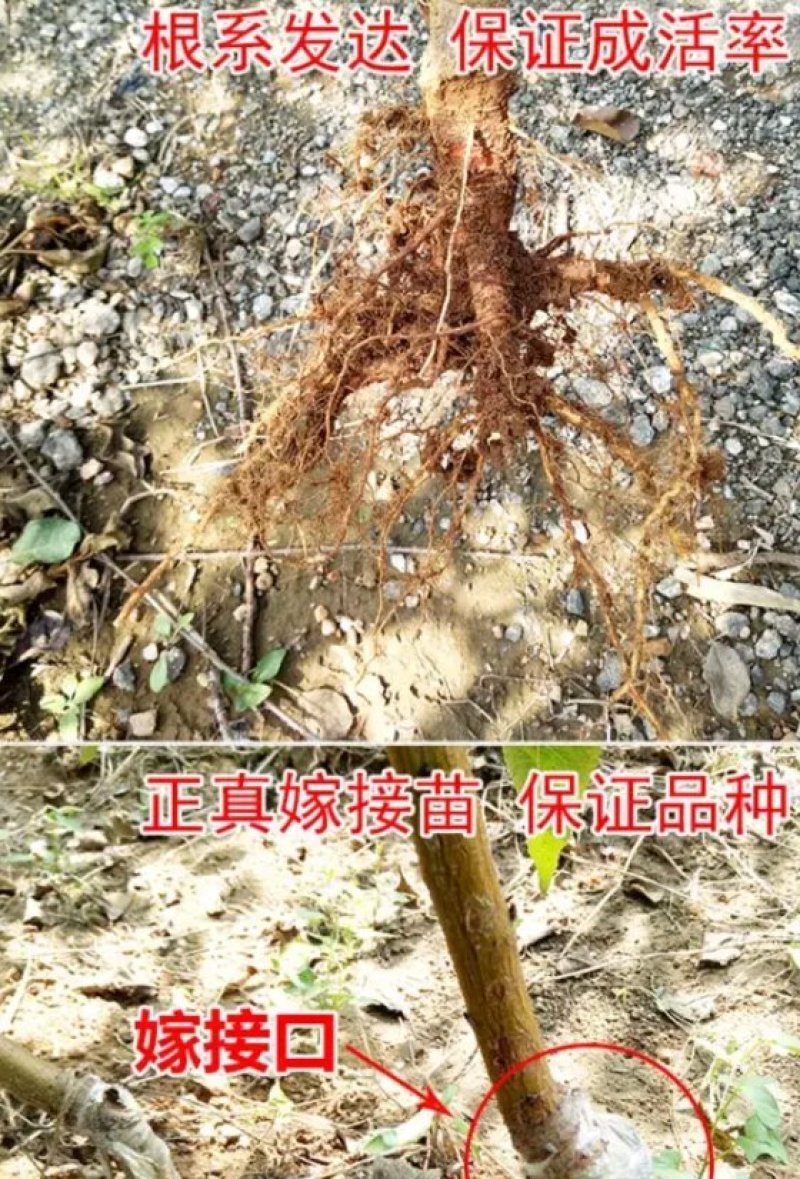 黑桃皇后嫁结苗品种保证