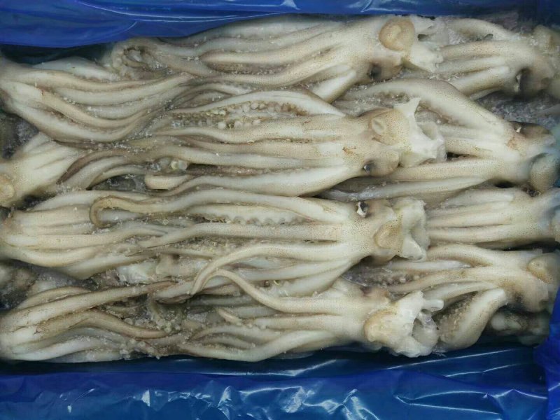鱿鱼头，全规格，质优价廉