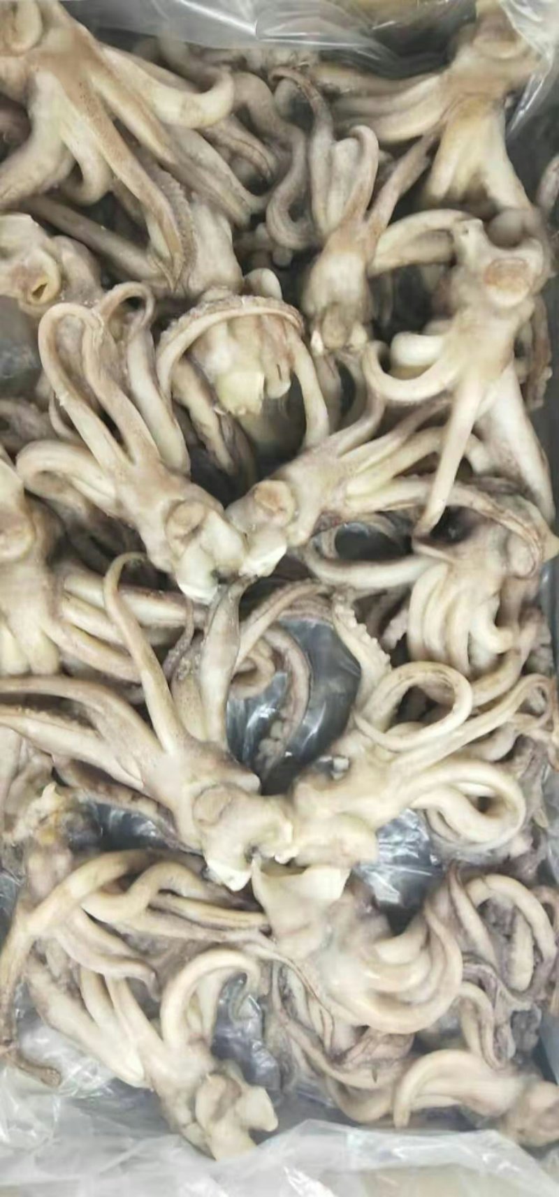 鱿鱼头，全规格，质优价廉