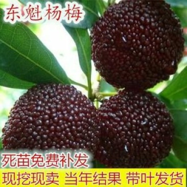 东魁杨梅苗包品种包成活率死苗免费补发