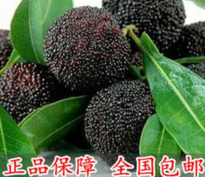 东魁杨梅苗包品种包成活率死苗免费补发
