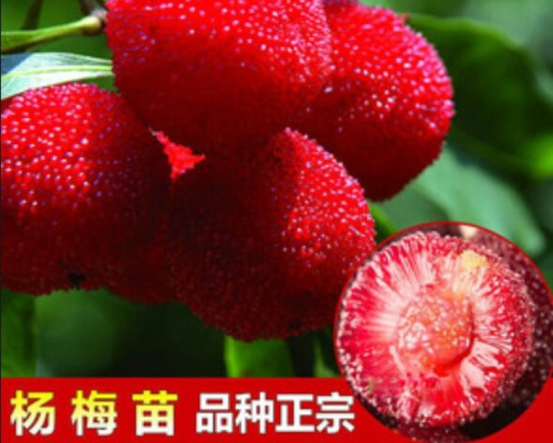 东魁杨梅苗包品种包成活率死苗免费补发