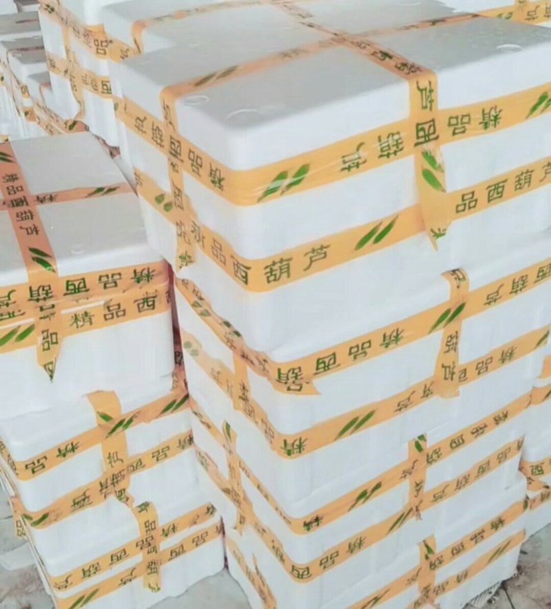 山东聊城西葫芦产地直供大量现货鲜嫩翠绿