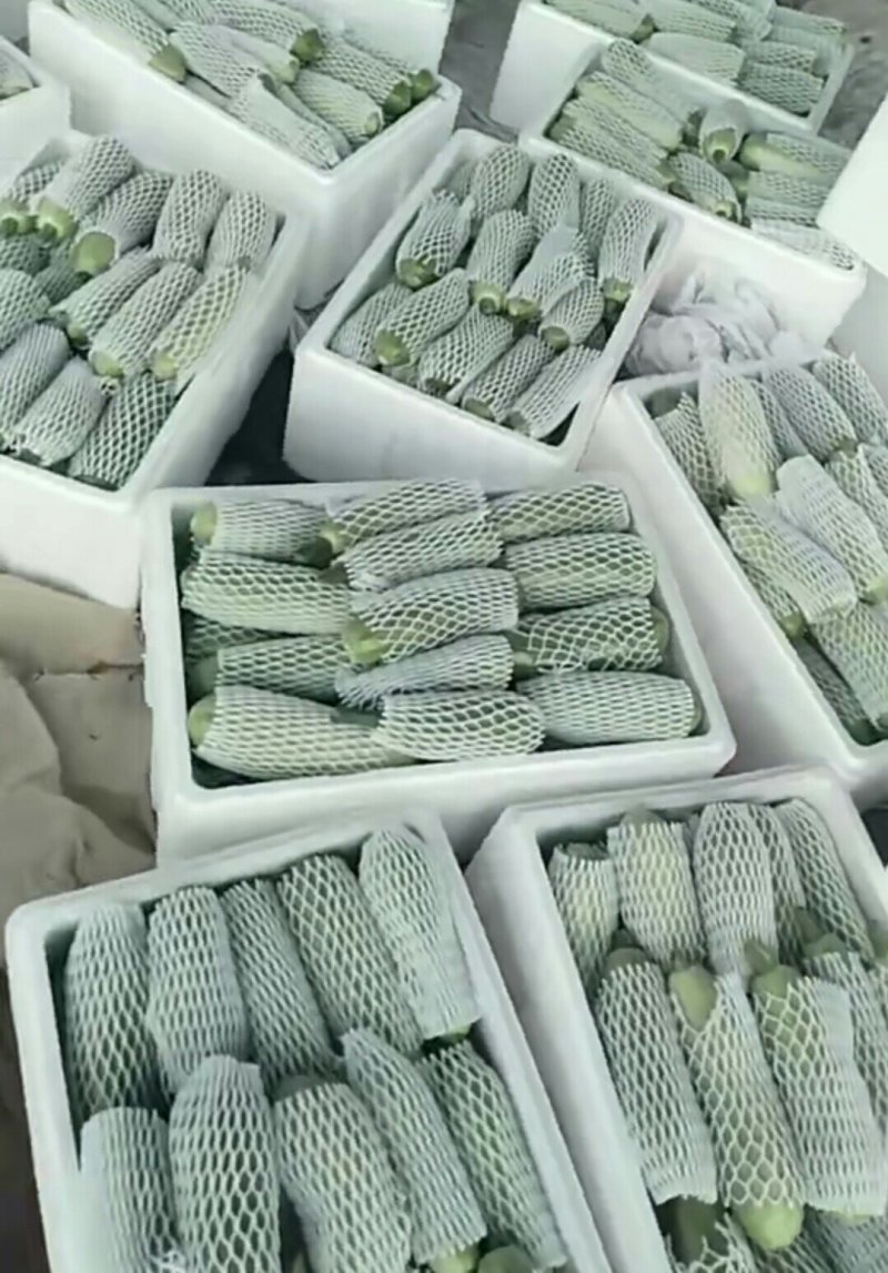 山东聊城西葫芦产地直供大量现货鲜嫩翠绿