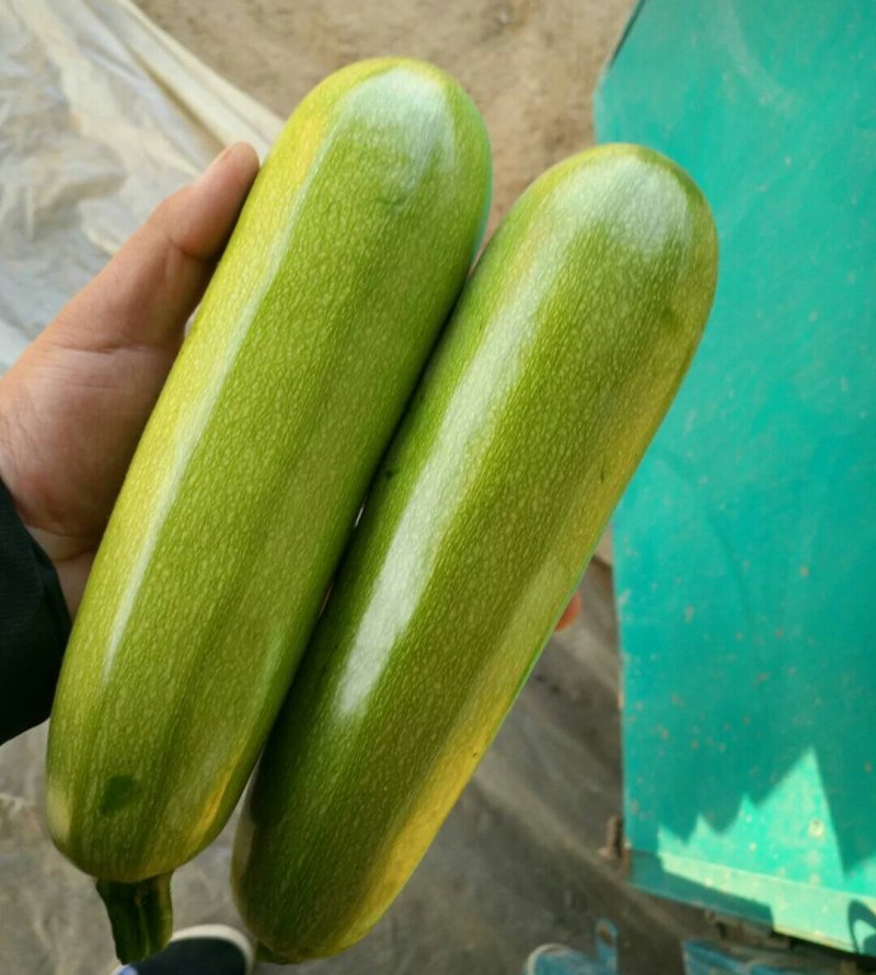 山东聊城西葫芦产地直供大量现货鲜嫩翠绿