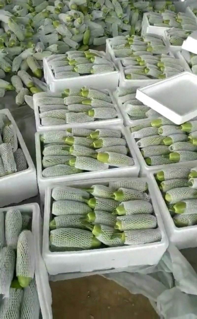 山东聊城西葫芦产地直供大量现货鲜嫩翠绿
