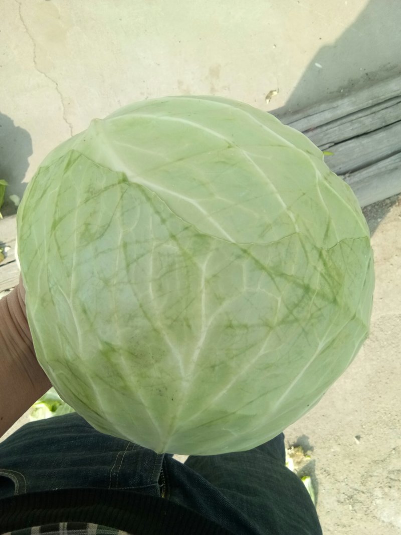 扁包菜，大量上市，产地直供，单棵2-5斤，3-6斤