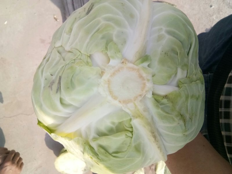 扁包菜，大量上市，产地直供，单棵2-5斤，3-6斤