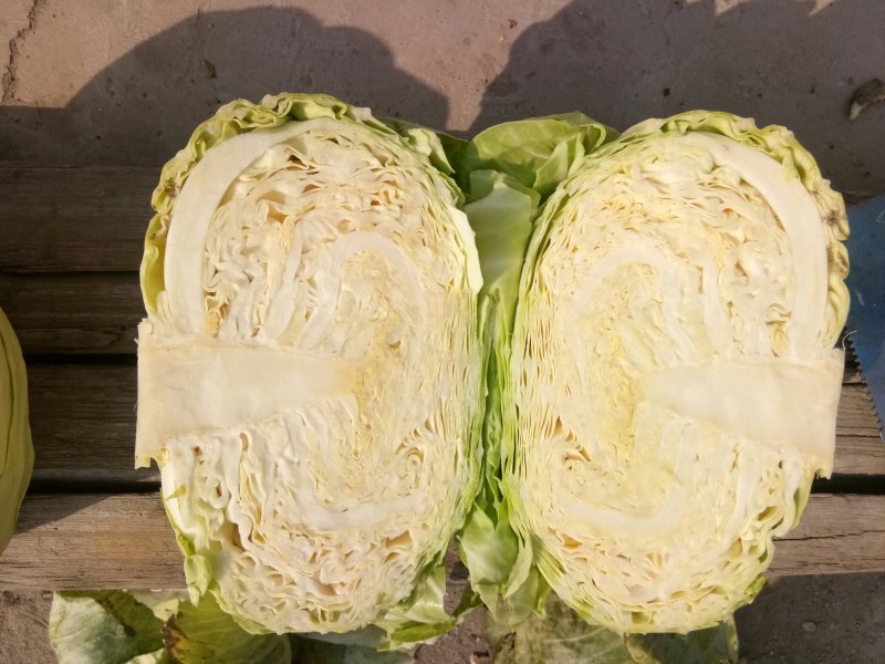 扁包菜，大量上市，产地直供，单棵2-5斤，3-6斤