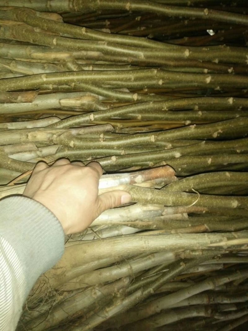 核桃树，香玲薄皮核桃树苗，嫁接苗。保证质量，随时发货。
