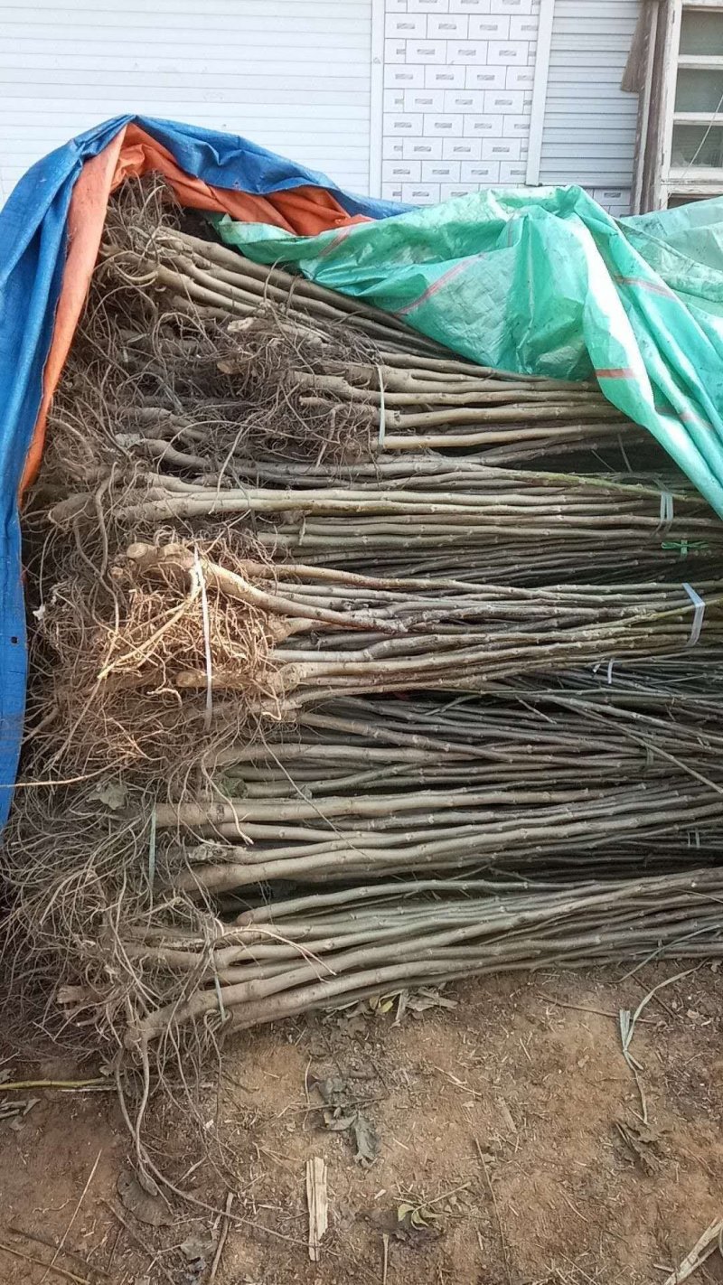 核桃树，香玲薄皮核桃树苗，嫁接苗。保证质量，随时发货。
