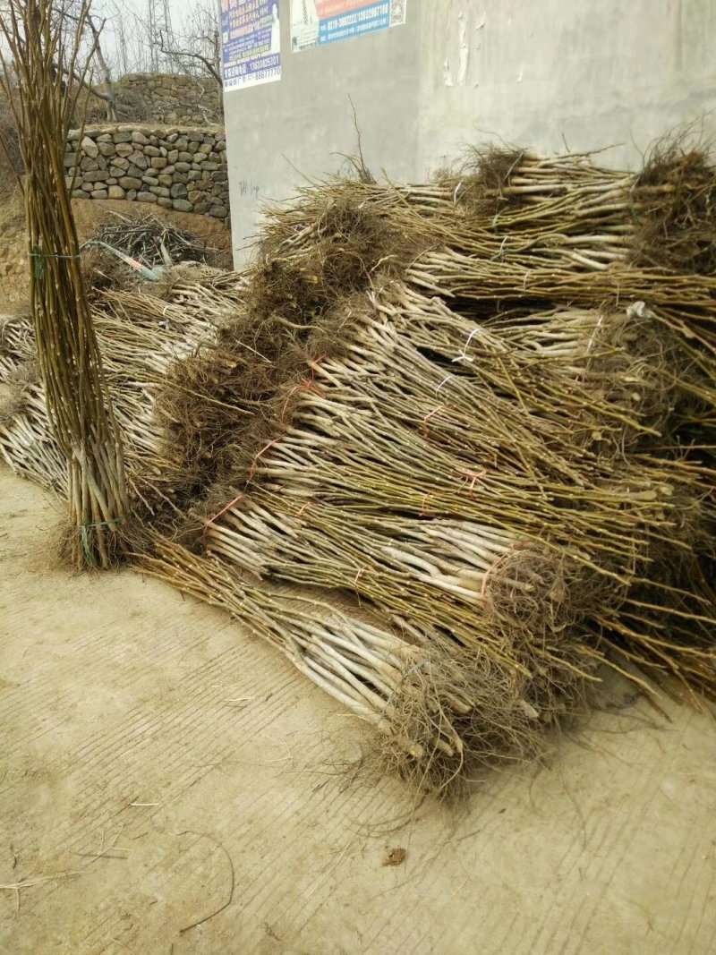 核桃树，香玲薄皮核桃树苗，嫁接苗。保证质量，随时发货。