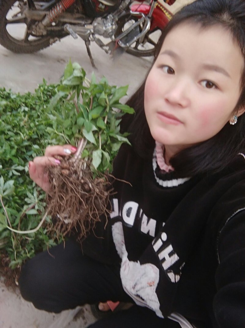 重楼苗