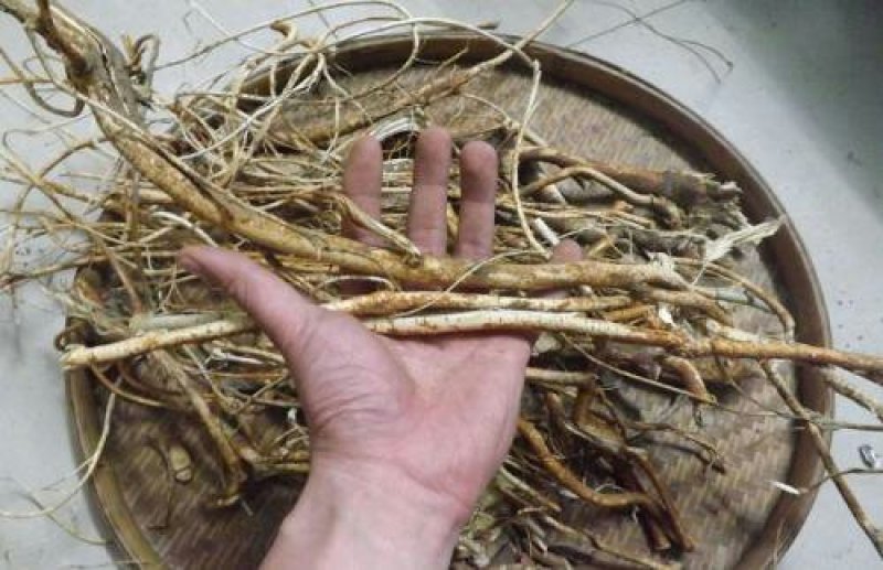 五指毛桃苗根须发达，可带营养杯发货量大从优