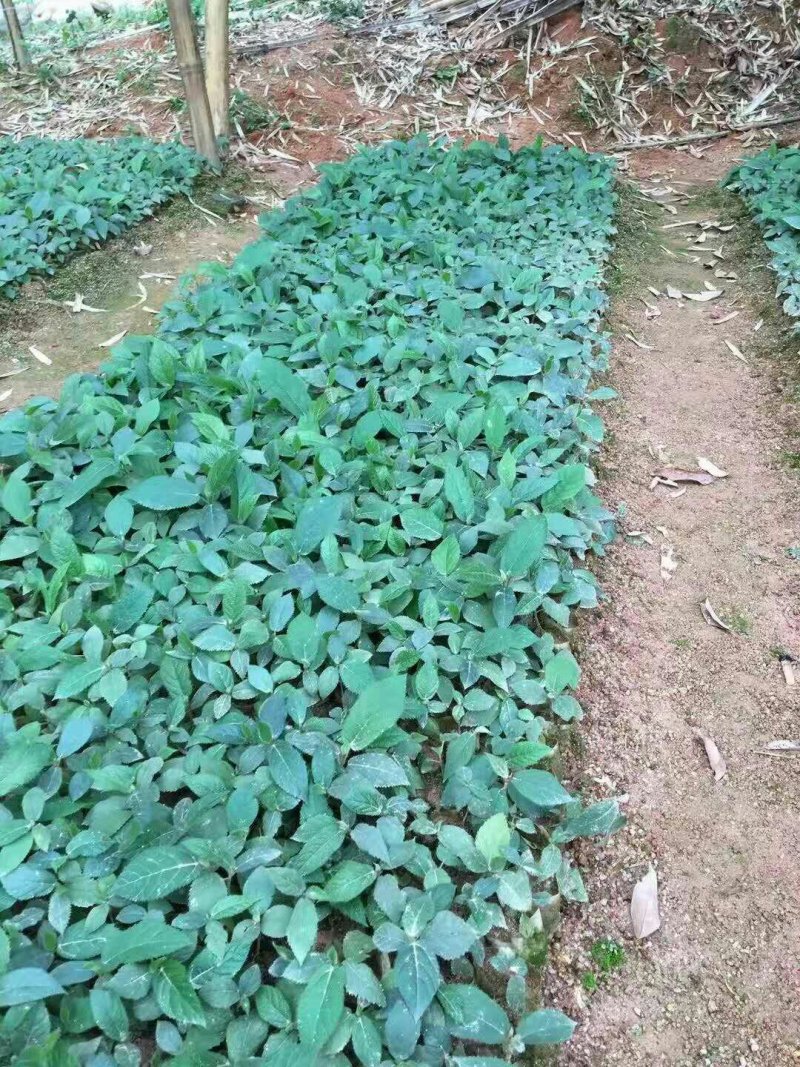五指毛桃苗根须发达，可带营养杯发货量大从优