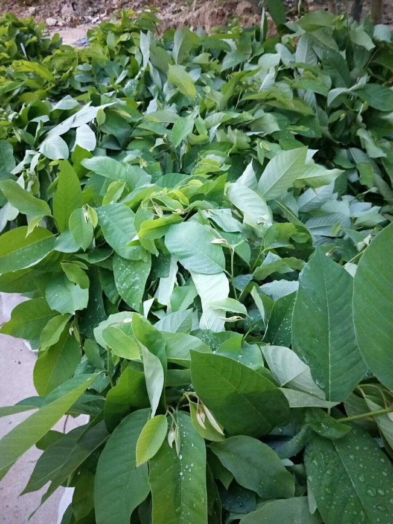 台湾风梨释迦苗(产地代购)支持视频看苗广东普宁产地直发！