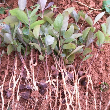 广西油茶苗，软枝3号，湘林，长林各种嫁接实生苗都有