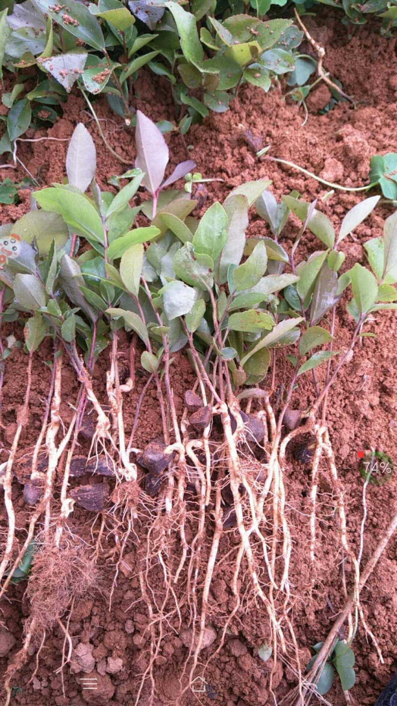 广西油茶苗，软枝3号，湘林，长林各种嫁接实生苗都有