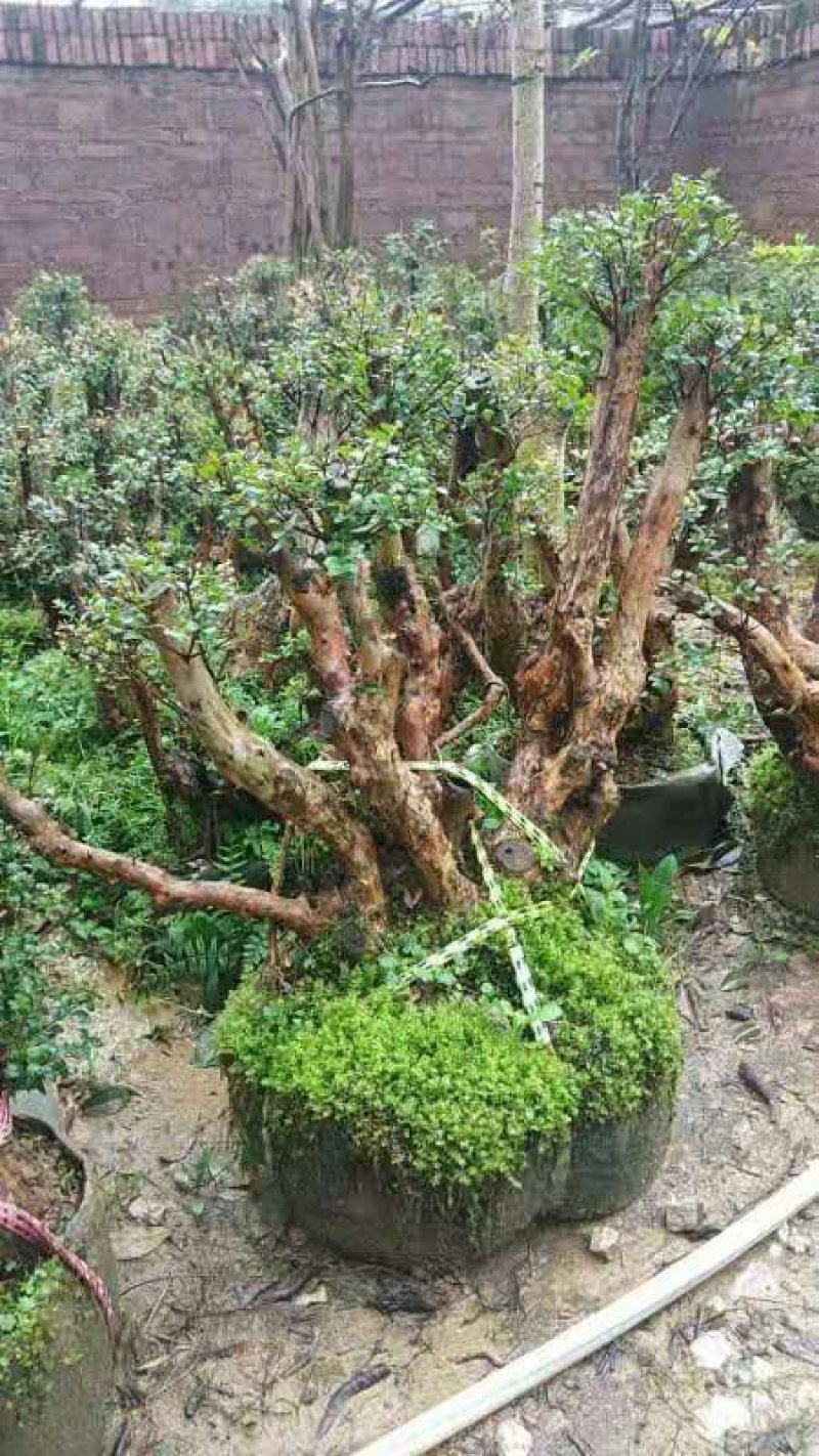 小赤楠熟桩批发