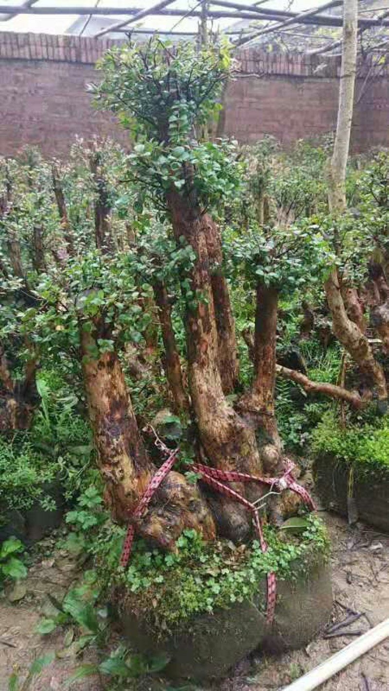 小赤楠熟桩批发