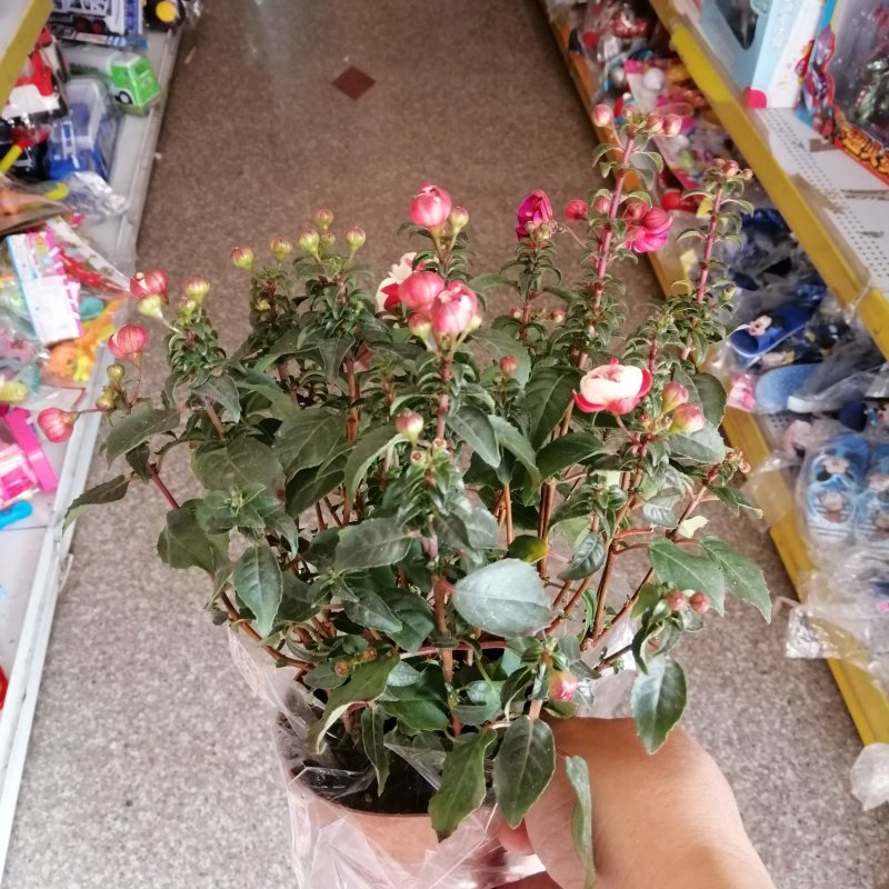 灯笼花