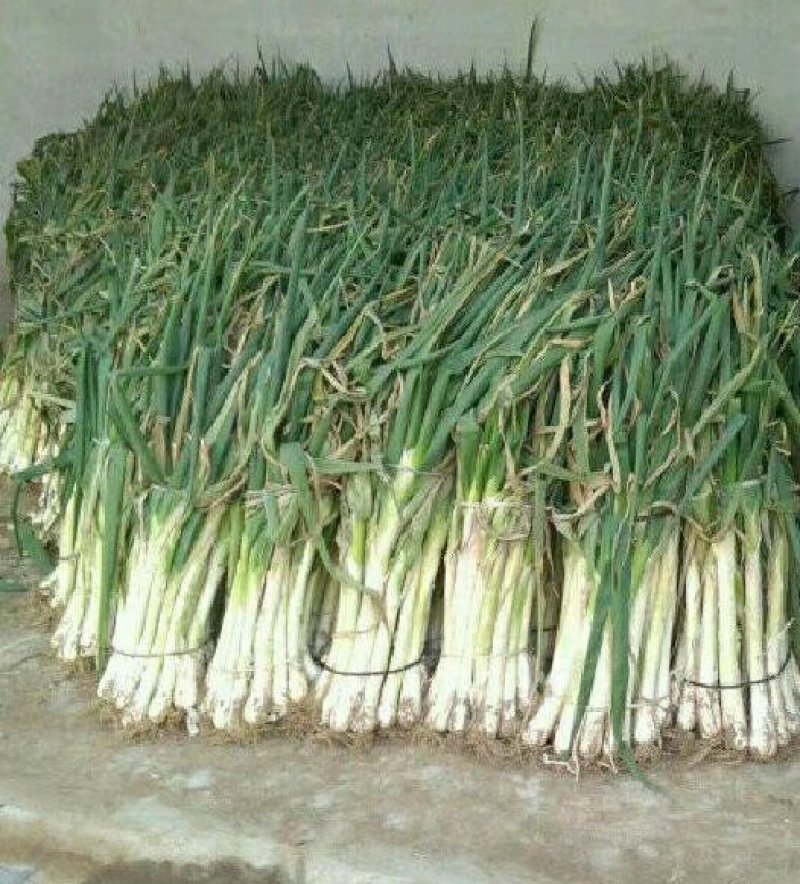 大葱白长六十公分纯度99%