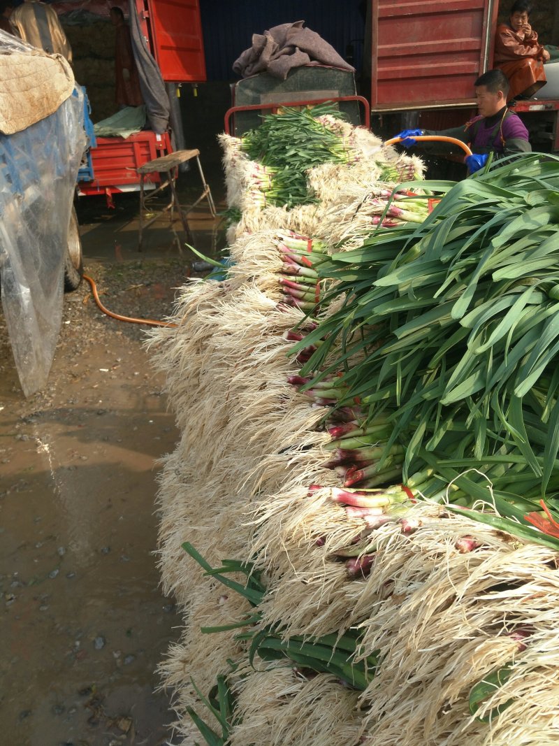 红根蒜苗，四六瓣蒜苗，精品纯红根蒜苗，质量好