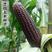 紫黑甜糯玉米种子黑珍珠水果玉米种子高产