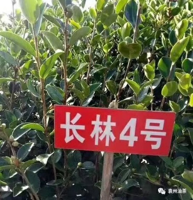 油茶苗