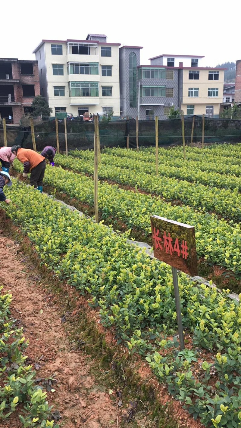 油茶苗