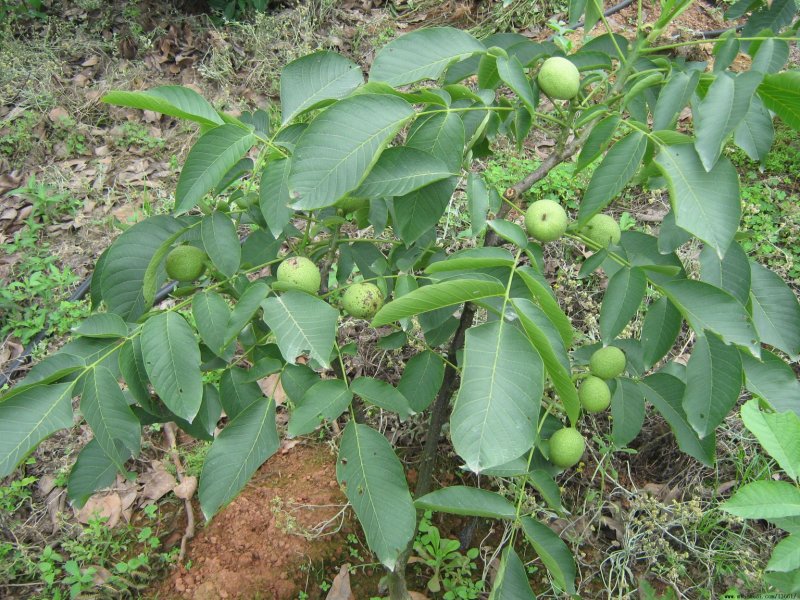 薄皮核桃树清香核桃树，8518核桃树，香岭核桃树。