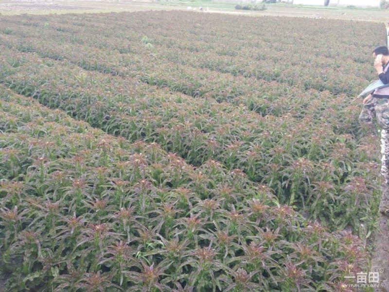 红叶香莴苣，百亩基地，绿翠源果蔬专业合作社