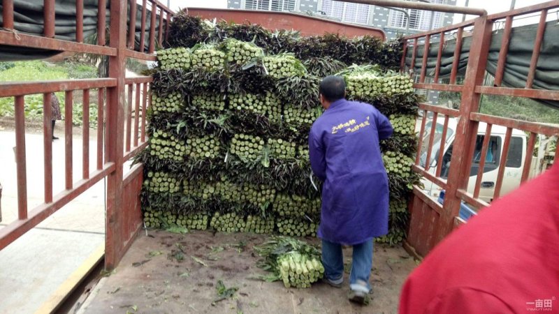 红叶香莴苣，百亩基地，绿翠源果蔬专业合作社