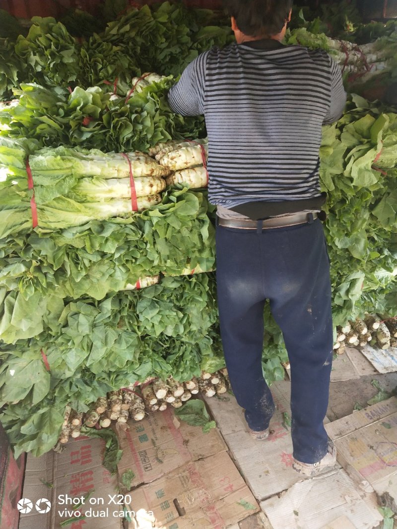 圆叶莴笋(精品)产地直供，货源充足，绿翠源果蔬专业合作社