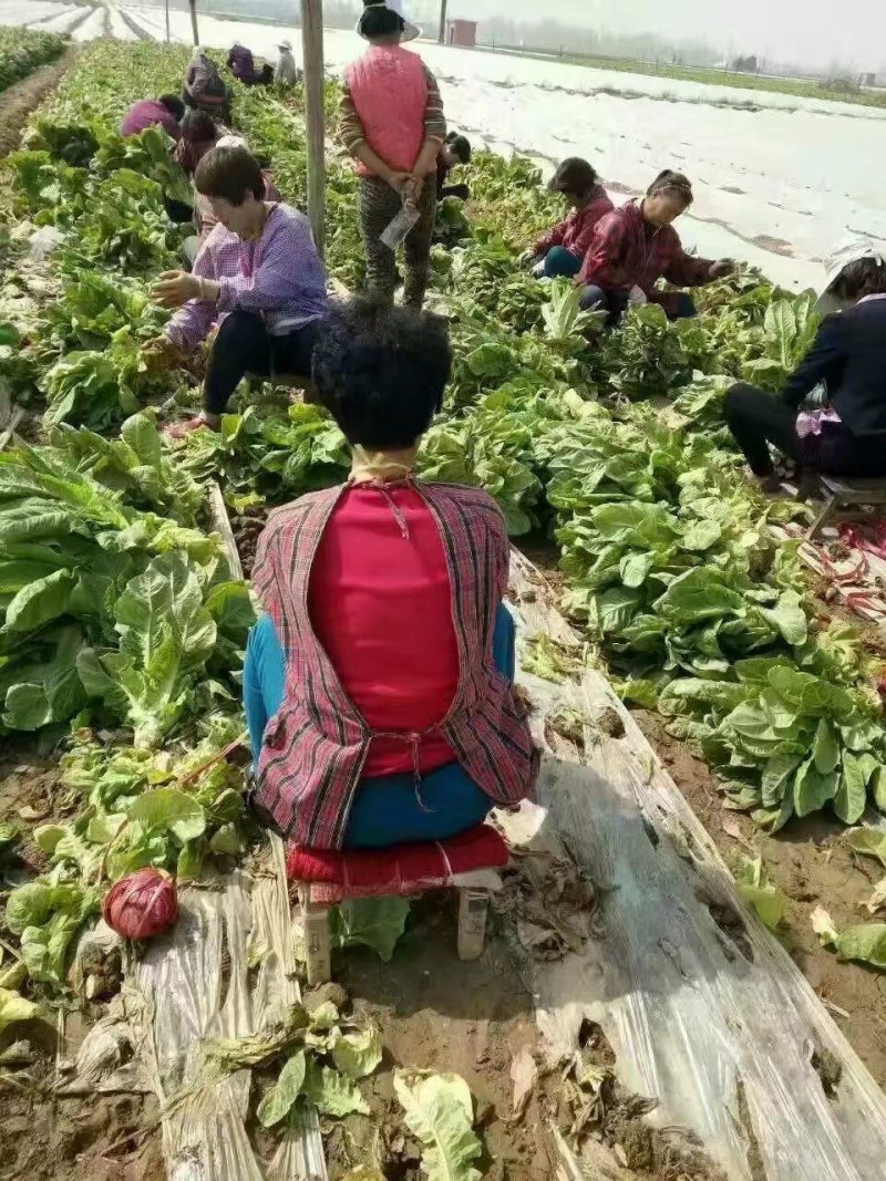 圆叶莴笋(精品)产地直供，货源充足，绿翠源果蔬专业合作社
