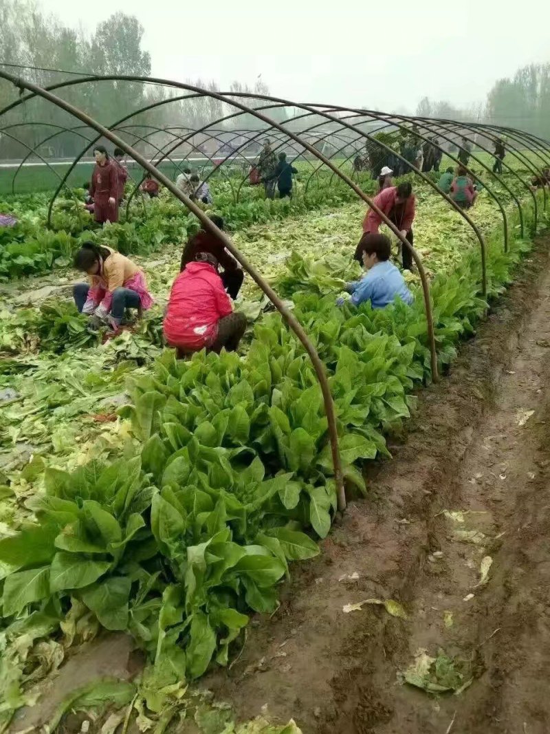 圆叶莴笋(精品)产地直供，货源充足，绿翠源果蔬专业合作社