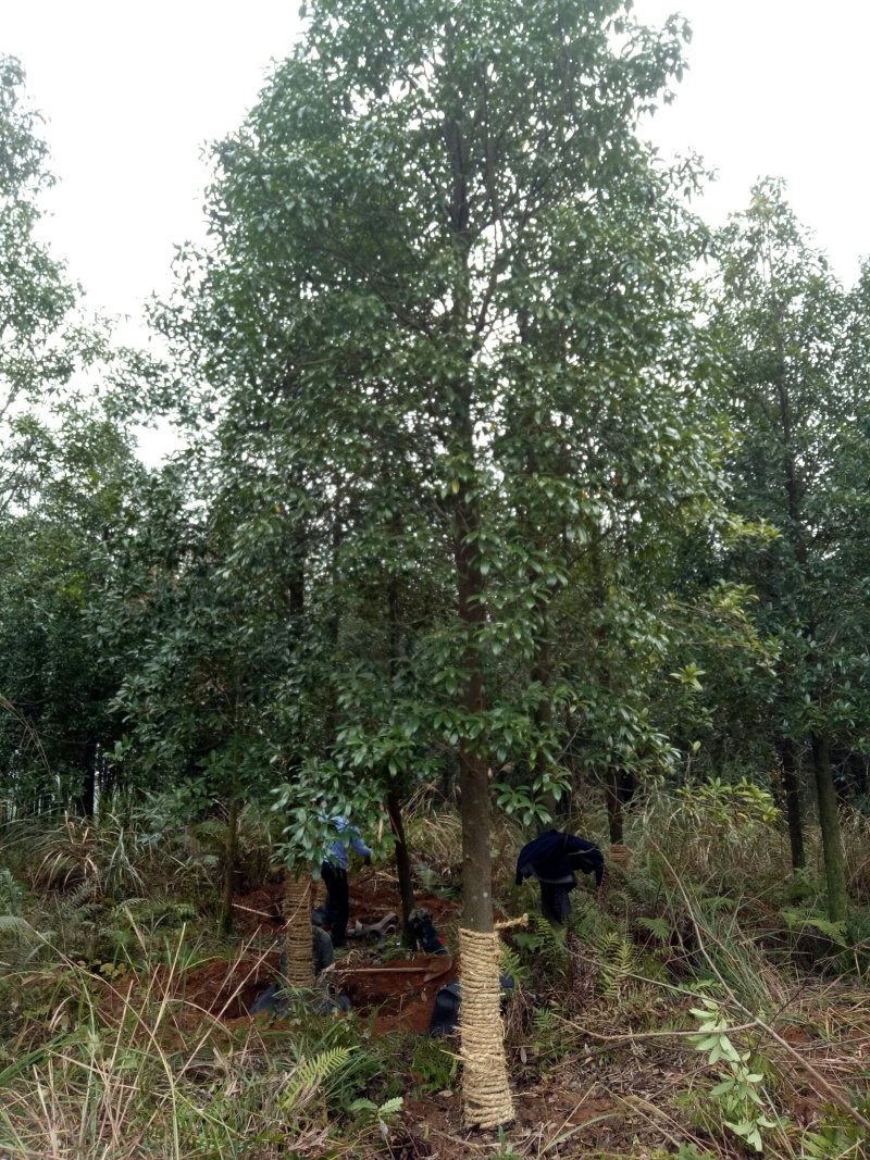 单性木楠，10--15公分出售