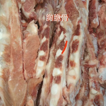 胸脆骨