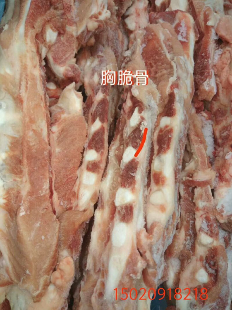 胸脆骨